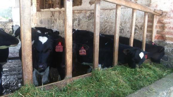 Weaning calves' first steps on grass