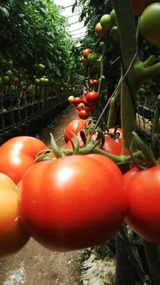 tecnoligia Bacter en tomates manzanos en el Salvador