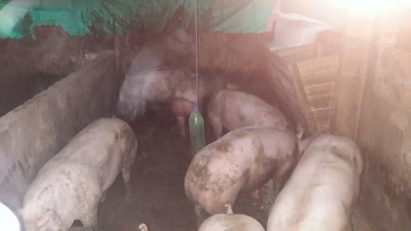 Cerdos de emgorde de 108 kl de 4 meses 25 dias