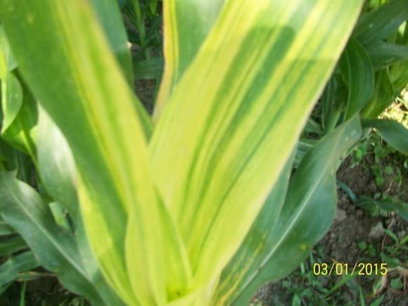 Virus del Rayado fino en Cultivo de Maiz
