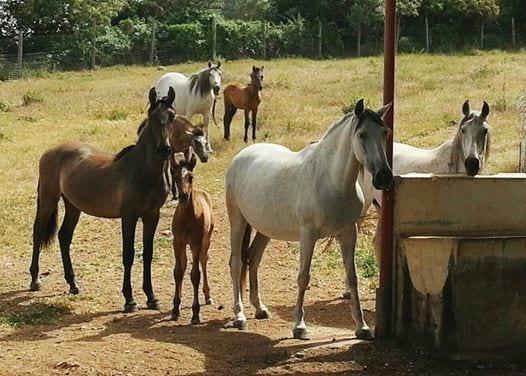 Crianza de caballo andaluzes Criadero de Costa Rica " Ronal Xirinachis"