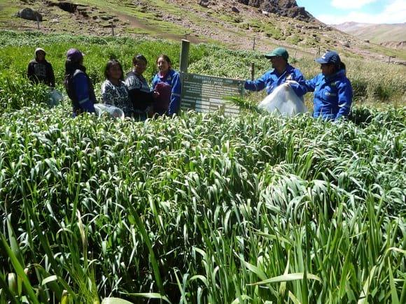 Evaluacion de altura de planta, biomasa forrajera en la comunidad de Ccarhuancho