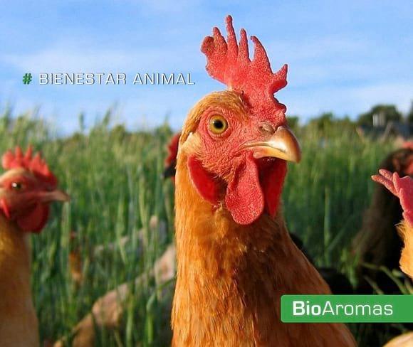 BioAromas es Bienestar Animal
