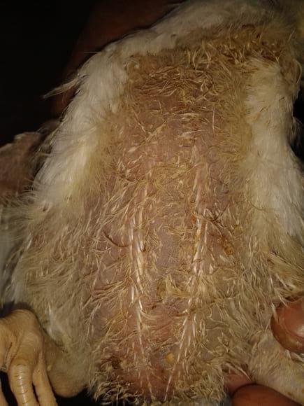 abdomen morado del pollo
