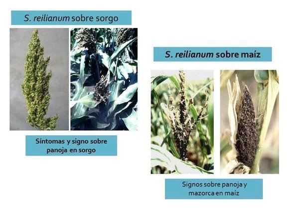 Sporisorium reilianum sobre sorgo y maíz