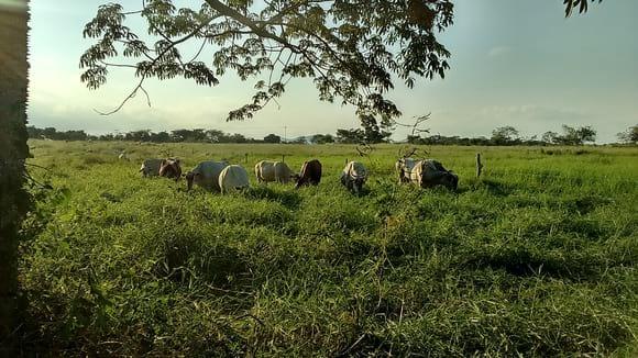 Vacas mestizas en pastoreo