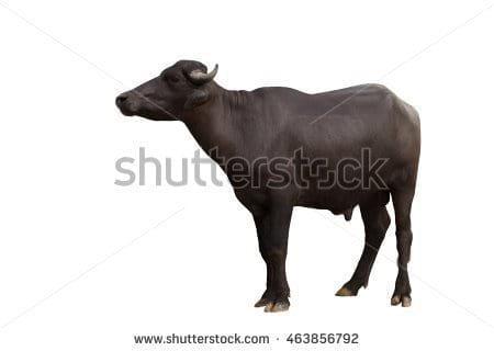bufalos