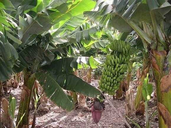 Tratamiento de Sigatoka en Plátano / Banano