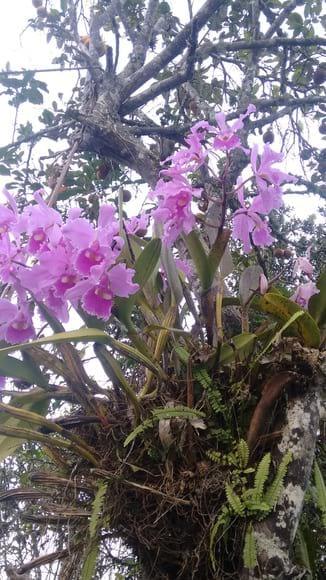 Orquídea en su medio Natural. Municipio de Florián Santander. Colombia.