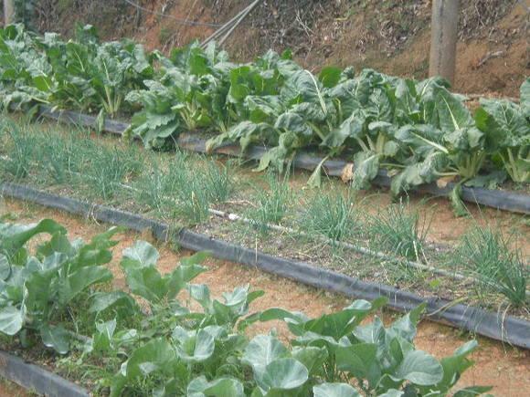 produccion de hortalizas en sustrato de carbonilla