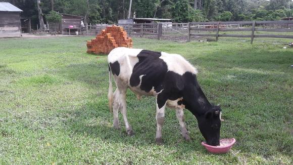 Ricardo, futuro reproductor (Holstein), Cabaña Lechera "Futuro"