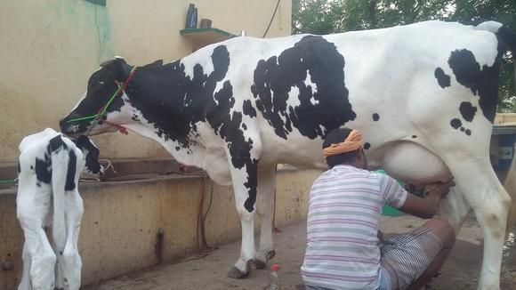 Olaidairydealer - Cow Supplier, Cow Cattle and Buffalo Buying and Selling