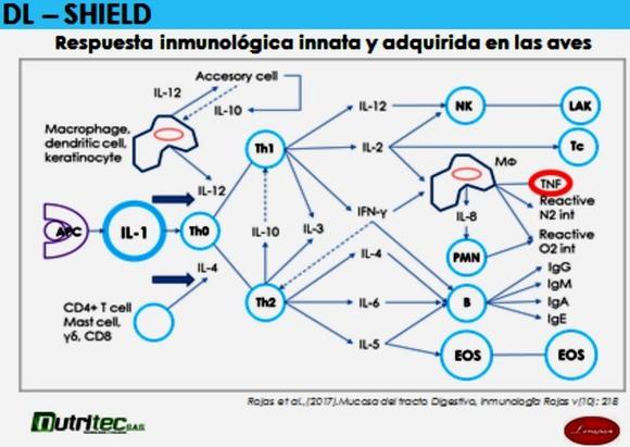 beta-GLUCANOS como Inmunomoduladores