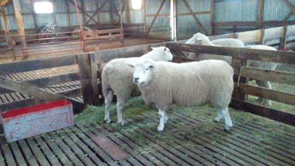 Ganado ovino de lana