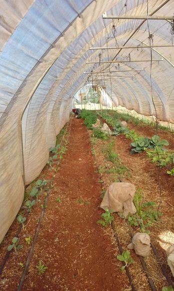 Tunel de hortalizas sin tratamiento de probioticos