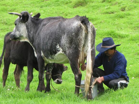 Vaca Criolla Andaluza