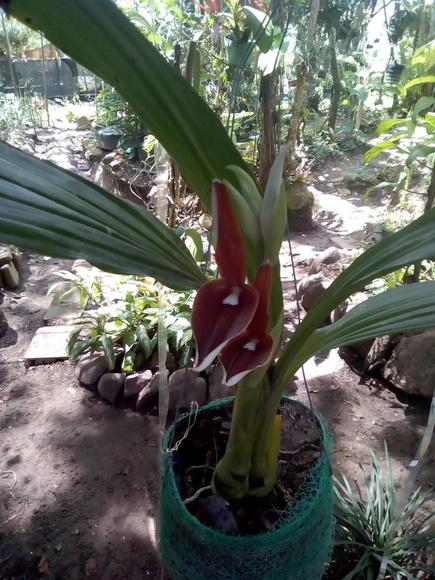 Cultivo orgánico de orquídeas