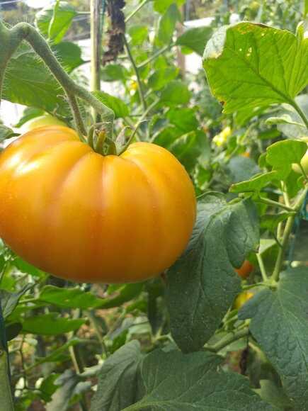 Tomate cultivado y fertilizado con el producto