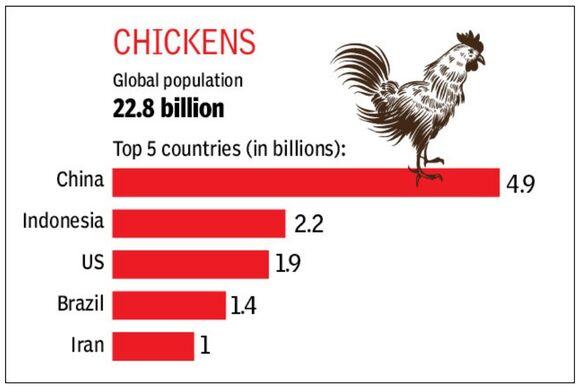 Los 5 países que tienen más pollos en el mundo