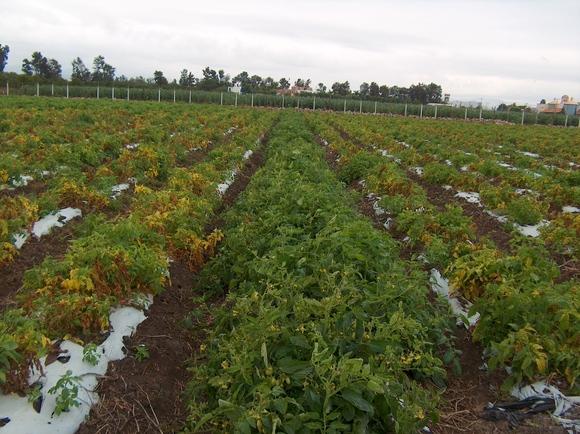 Fusariosis en Tomate en Rio Verde SLP