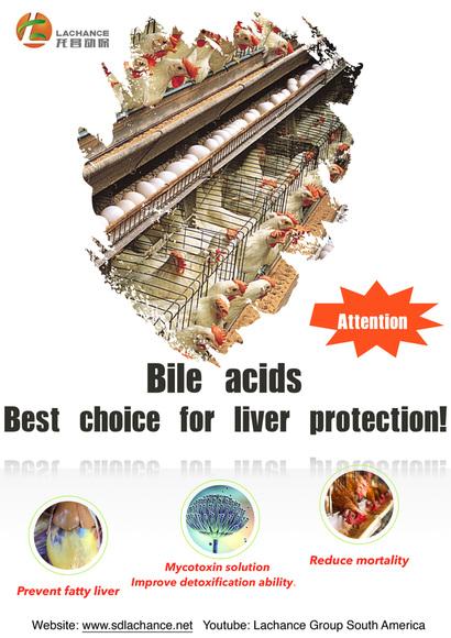 Los ácidos biliares son la mejor solución para el hígado graso.