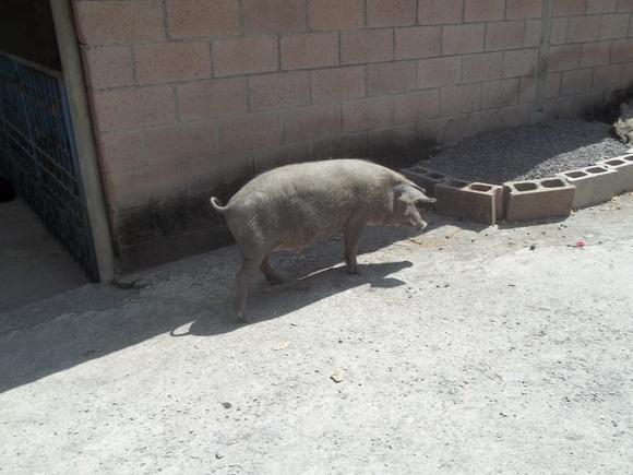 Cerdo Criollo en Semi Libertad en Bolivar, La Unión