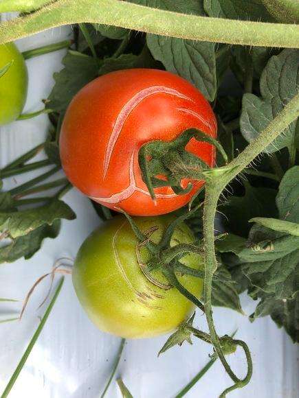 Ruptura de Frutos de Tomate Verdes y Maduros