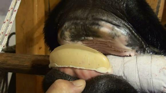 Prótesis implantada en la vaca
