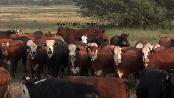 1000 vientres (vacas nuevas y vaquillonas) con garantía de preñez.