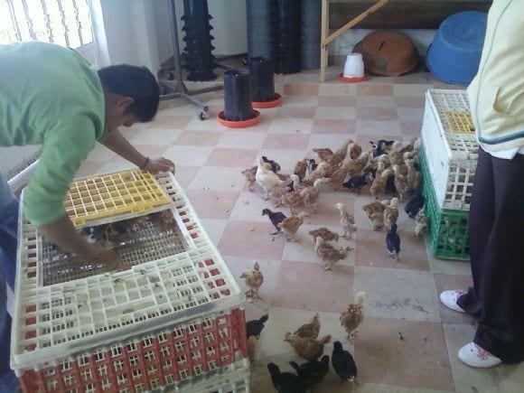 Entrega de pollas a los productores