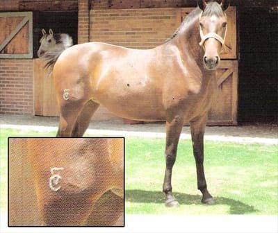 Marca en caballo con nitrógeno