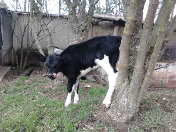Ternera 75% Ayrshire x 25% Holstein