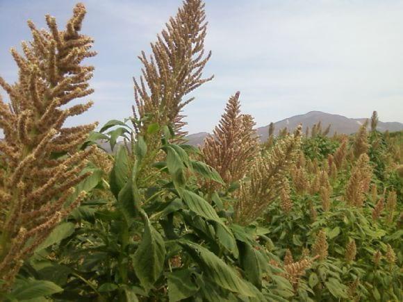 Cultivo de Kiwicha en Chiclayo