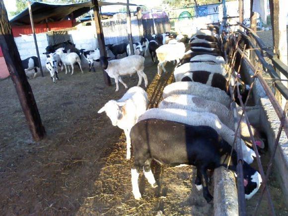Manejo de ganado ovino