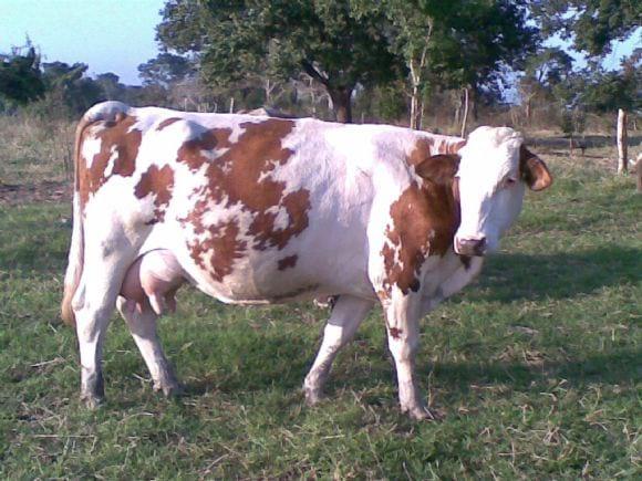 Vaca raza montbeliarde