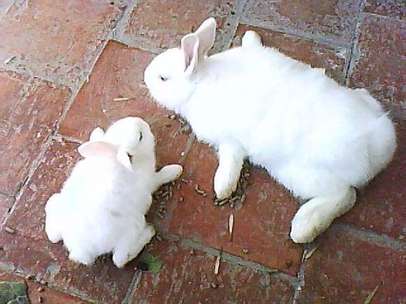 Paralisis  flacida en conejo