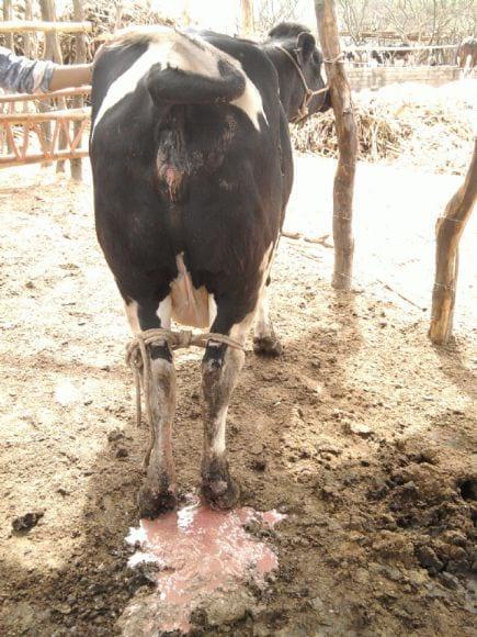 Infección uterina en ganado