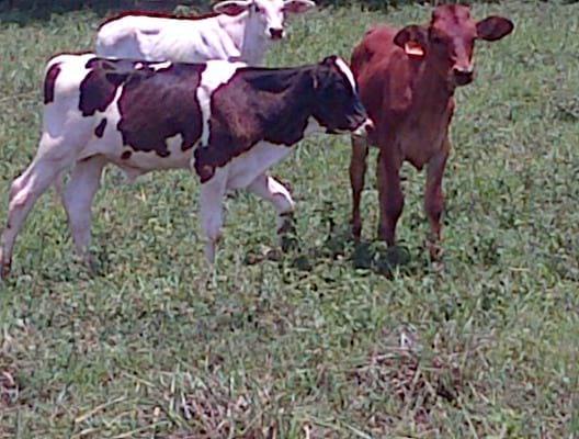 Holstein becerro