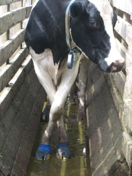 Postura de vacas de primer parto con procesos de Laminitis