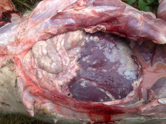 Piemia, cerdo con abscesos generalizados