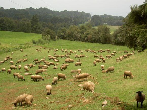 Pastoreo de ovinos en pasto kikuyo