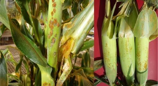 Cultivo de maíz afectado