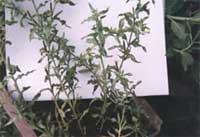 Control de Oenothera indecora y Oenothera affinis con distintas dosis de herbicidas postemergentes. - Image 1