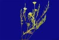 Control de Oenothera indecora y Oenothera affinis con distintas dosis de herbicidas postemergentes. - Image 2