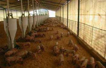 Producción de cerdos en cama profunda y los problemas de salud - Image 8