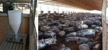 Producción de cerdos en cama profunda y los problemas de salud - Image 12