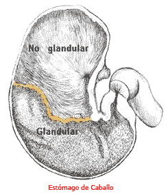 Un tratamiento de origen natural, para gastritis y úlceras gastroduodenales en el caballo - Image 1