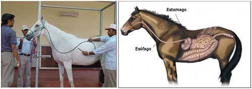 Un tratamiento de origen natural, para gastritis y úlceras gastroduodenales en el caballo - Image 3