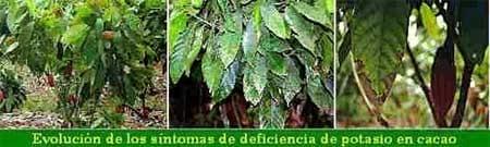 Deficiencias nutricionales y fertilización del cacao - Image 2