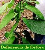 Deficiencias nutricionales y fertilización del cacao - Image 3